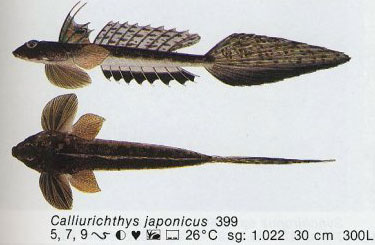 Calliurichthys japonicus